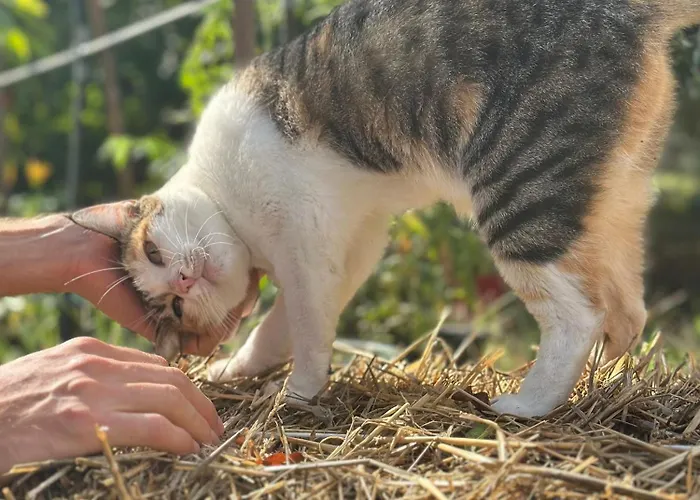 Corte Di Maggio إيمولا